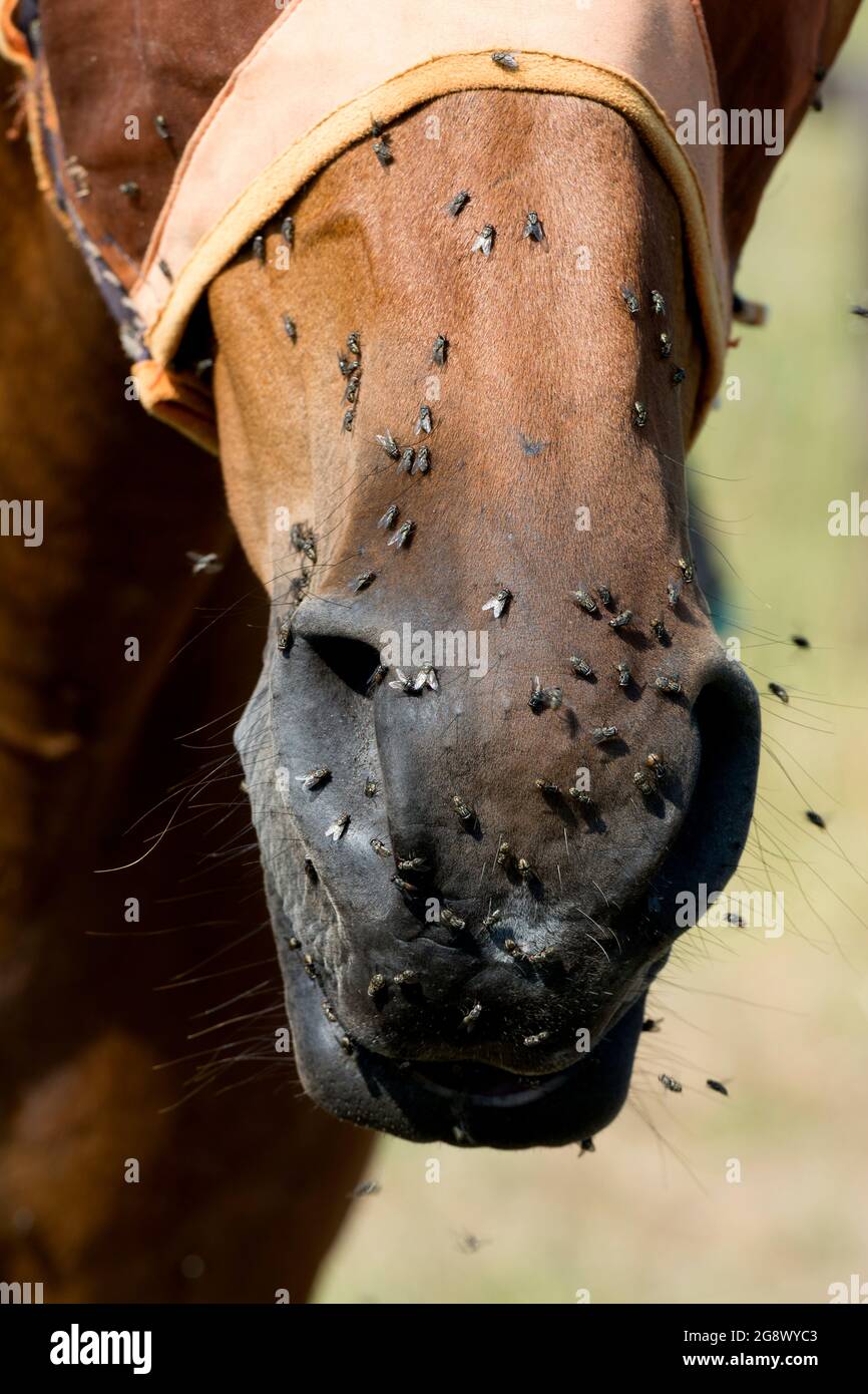 Flies in hot sunny weather around a horse`s nose. Stock Photo